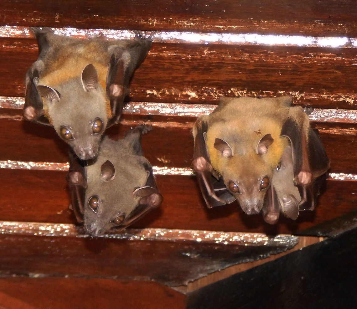 Lesser short-nosed fruit bat Sep 23, 2015. This is a cute family of fruit bats that was always perched in the ceiling of our doorsteps in the cabin we were at in Sepilok. They would only be gone in the evenings but always were back in place by morning. One of them was a mom with a baby. <br />
Habitat: Sepilok, Sabah.  Cynopterus brachyotis,Geotagged,Lesser short-nosed fruit bat,Malaysia,Summer