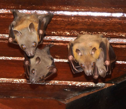 Lesser short-nosed fruit bat Sep 23, 2015. This is a cute family of fruit bats that was always perched in the ceiling of our doorsteps in the cabin we were at in Sepilok. They would only be gone in the evenings but always were back in place by morning. One of them was a mom with a baby. 
Habitat: Sepilok, Sabah.  Cynopterus brachyotis,Geotagged,Lesser short-nosed fruit bat,Malaysia,Summer