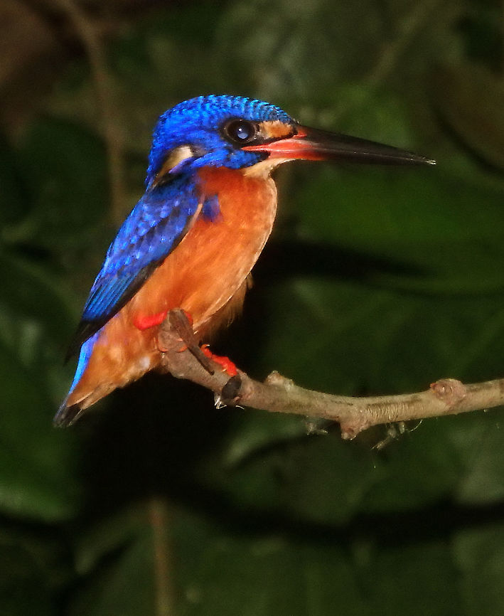 Blue-eared kingfisher Sep 25, 2015. It is a 16 cm (6.3 in) long kingfisher that is almost identical to the common kingfisher (Alcedo atthis) but is distinguished by the blue ear coverts, darker and more intense cobalt-blue upperparts with richer rufous under parts and it also lacks the rufous ear stripe of the common kingfisher. It hunts in more dense shaded forest and smaller streams. We saw this bird in a night boat tour. At this time they sleep in the sides of the river and they are easier to approach. A fun fact is that they seem to sleep with their eyes opened.<br />
Habitat: Sukau, Kinabatangan River, Sabah. Alcedo meninting,Blue-eared Kingfisher,Fall,Geotagged,Malaysia