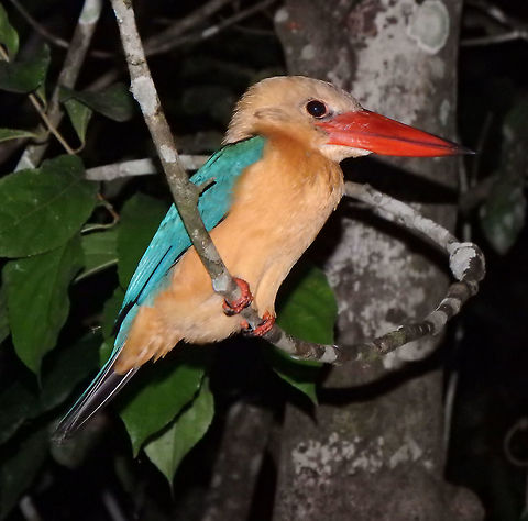 Bornean Stork-Billed Kingfisher Very large kingfisher, measuring 35 to 38 cm in length. The bornean adult has blue back, wings and tail, and creamy tan head, underparts and neck. The very large bill and legs are bright red. The call is a cackling ke-ke-ke-ke-ke-ke. This one was found leeping during a night boat tour in the river Kinabatangan, area of Sukau, in Sabah. Fall,Geotagged,Malaysia,Pelargopsis capensis,Stork-billed Kingfisher