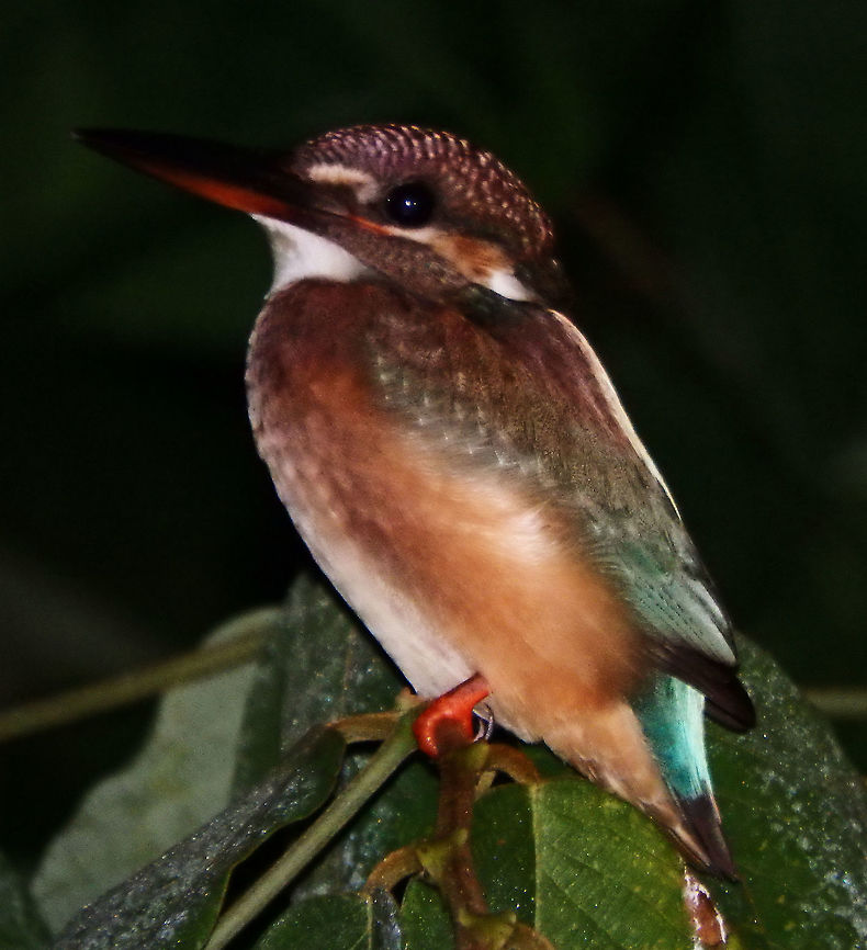 Common Kingfisher Sep 25, 2015. Seen during a night boat tour in the sides of the river, sleeping in branches. I am not sure of the species. It could be a female or juvenile of the blue eared but I am inclined for the common kingfisher because its color was more greenish than that of the blue eared. Any other suggestions are welcome.<br />
Habitat: Kinabatangan River, Sukau, Sabah.   Alcedo atthis,Common Kingfisher,Fall,Geotagged,Malaysia