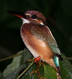 Common Kingfisher Sep 25, 2015. Seen during a night boat tour in the sides of the river, sleeping in branches. I am not sure of the species. It could be a female or juvenile of the blue eared but I am inclined for the common kingfisher because its color was more greenish than that of the blue eared. Any other suggestions are welcome.
Habitat: Kinabatangan River, Sukau, Sabah.   Alcedo atthis,Common Kingfisher,Fall,Geotagged,Malaysia