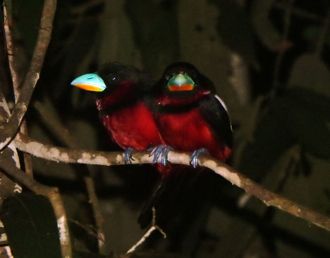 Black-and-red broadbill Sep 25, 2015. I always saw these in couples or in small groups. They have blue and yellow beak and black legs. Black head, back and wing except for white band on the wings.  Red underparts and collar. Sukau, Sabah. Black-and-red broadbill,Cymbirhynchus macrorhynchos,Fall,Geotagged,Malaysia