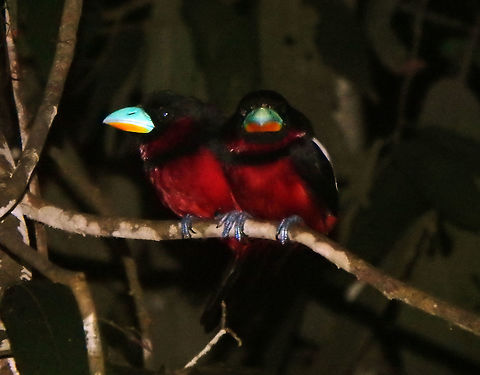 Black-and-red broadbill Sep 25, 2015. I always saw these in couples or in small groups. They have blue and yellow beak and black legs. Black head, back and wing except for white band on the wings.  Red underparts and collar. Sukau, Sabah. Black-and-red broadbill,Cymbirhynchus macrorhynchos,Fall,Geotagged,Malaysia