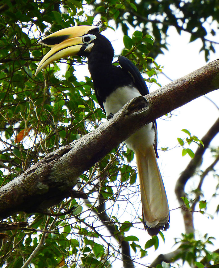 Oriental-Pied Hornbill male Sep 25, 2015. The plumage of the head, neck, back, wings and upper breast is black with a slight green sheen. The tail is black with white tips on all the feathers except the central feathers. <br />
Habitat: Forest next to the river Kinabatangan, Sukau, Sabah.     Anthracoceros albirostris,Fall,Geotagged,Malaysia,Oriental Pied Hornbill