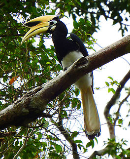 Oriental-Pied Hornbill male Sep 25, 2015. The plumage of the head, neck, back, wings and upper breast is black with a slight green sheen. The tail is black with white tips on all the feathers except the central feathers. 
Habitat: Forest next to the river Kinabatangan, Sukau, Sabah.     Anthracoceros albirostris,Fall,Geotagged,Malaysia,Oriental Pied Hornbill