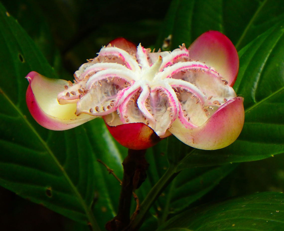 Simpoh Air (ripened fruit) Sep 26, 2015. It is a tropical tree with yellow flowers. This is the mature fruit. Dillenia excelsa,Fall,Geotagged,Malaysia,simpoh_air