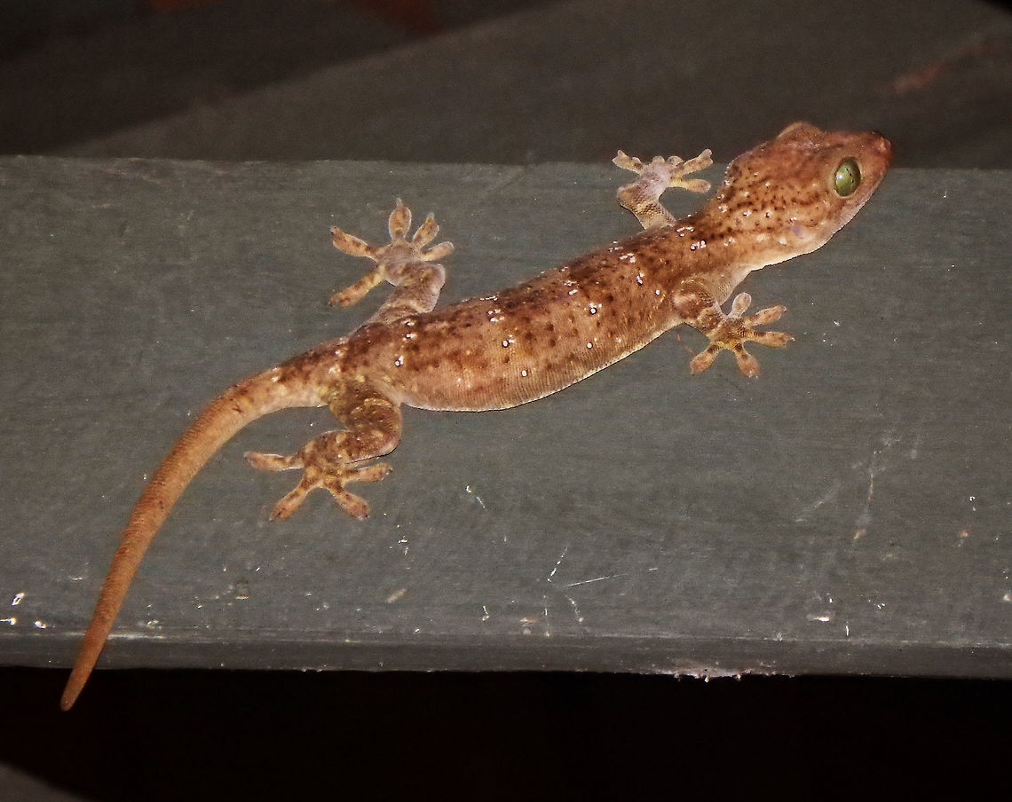Smiths Green-eyed Gecko About the biggest gecko I have ever seen in my life. This species can reach 30 cm. It was hanging around in the ceiling of the roof of the lodge&acute;s dining terrace next to the river.<br />
Habitat: Sukau, Sabah.        Fall,Gekko smithii,Geotagged,Malaysia,Smiths Green-eyed Gecko