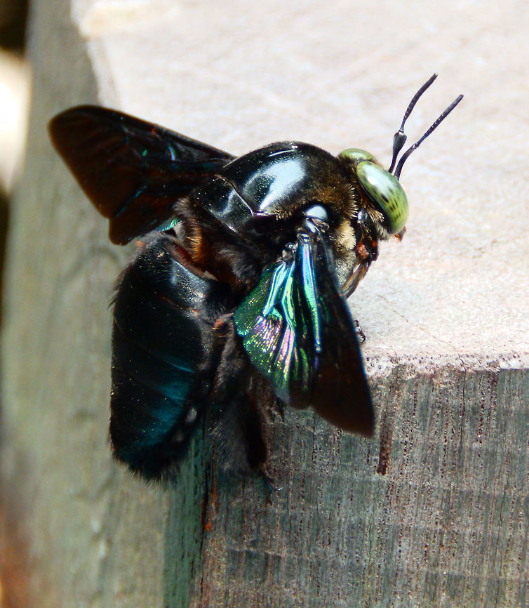 Tropical Carpenter Bee Sep 27, 2015. The bee was circling around and coming back to the same post where it would rest for 1-2 min then she would go again. The post was near the swimming pool which makes me think she may have preferred to rest in a sunny spot next to the water. The tropical carpenter bee is a very large, robust, solitary bee. Carpenter bees mate in flight. They can have more than two generations per year but this depends on the availability of floral resources in their habitat. Tropical carpenter bees often choose useful structural woods as nesting sites, as they are able to burrow through it with their powerful mandibles. Carpenter bees pollinate passion-fruit flowers in SE Asia.<br />
Habitat: Garden in the forest of Sukau area, Sabah. Geotagged,Malaysia,Summer,Tropical carpenter bee,Xylocopa latipes