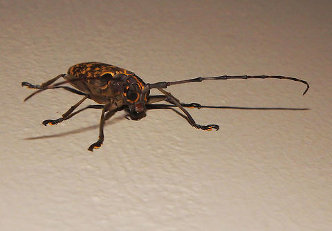 Longhorn Beetle - Epepeotes luscus Sep 26, 2015. Seen at night in a wall in the corridor to our room in the lodge. The lodge is located in the middle of the forest, next to the river Kinabatangan. Sukau, Sabah. Epepeotes luscus,Fall,Geotagged,Longhorn beetle,Malaysia