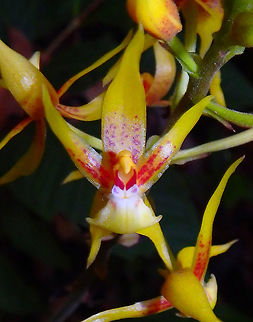Plocoglottis Orchid Sep 27, 2015. Found in the forest in a trail away from the lodge, in a non cultivated area of the forest. For such reason I am pretty confident that it is a wild orchid from the area of Sukau, Sabah.         Fall,Geotagged,Malaysia,Plocoglottis acuminata,orchid,plocoglottis