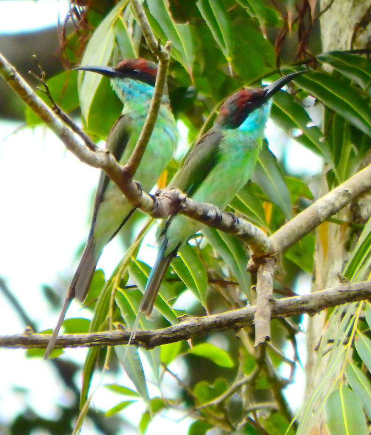 Blue-throated bee-eater Sep 27. These bee eaters are common sight in the riveride of the smaller effluents of the Kinabatangan River. They catch insects in flight and come back on forth to the same perching branch.          Blue-throated bee-eater,Fall,Geotagged,Malaysia,Merops viridis