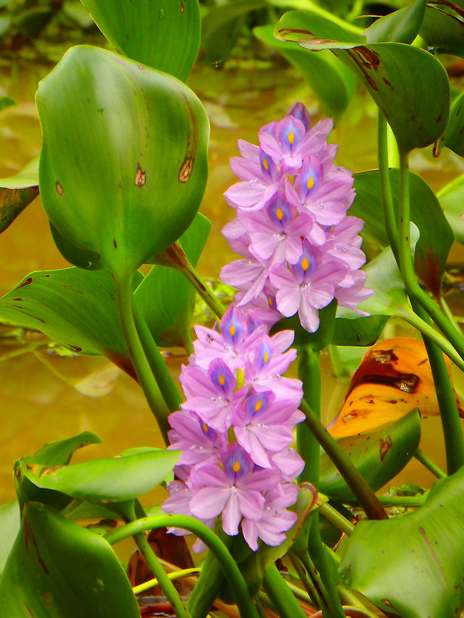 Common Water Hyacinth Sep 25, 2015. It is a plant native from Amazonia that has colonized many other tropical and subtropical areas around the world, where is highly invasive due to its rapid growth.<br />
Habitat: Kinabatangan River, Sukau, Sabah.       Common Water Hyacinth,Eichhornia crassipes,Fall,Geotagged,Malaysia