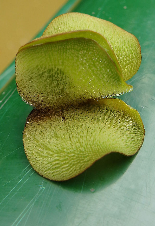 Giant Salvinia- Salvinia molesta Sep 27, 2015. Aquatic fern, native to Brazil. It is a free floating plant that does not attach to the soil, but instead remains buoyant on the surface of a body of water. The fronds are 0.5&ndash;4 cm long and broad, with a bristly surface caused by the hair-like strands that join at the end to form eggbeater shapes. They are used to provide a waterproof covering. These fronds are produced in pairs also with a third modified root-like frond that hangs in the water.<br />
Habitat: Kinabatangan River, Sukau, Sabah. Fall,Geotagged,Giant Salvinia,Malaysia,Salvinia molesta