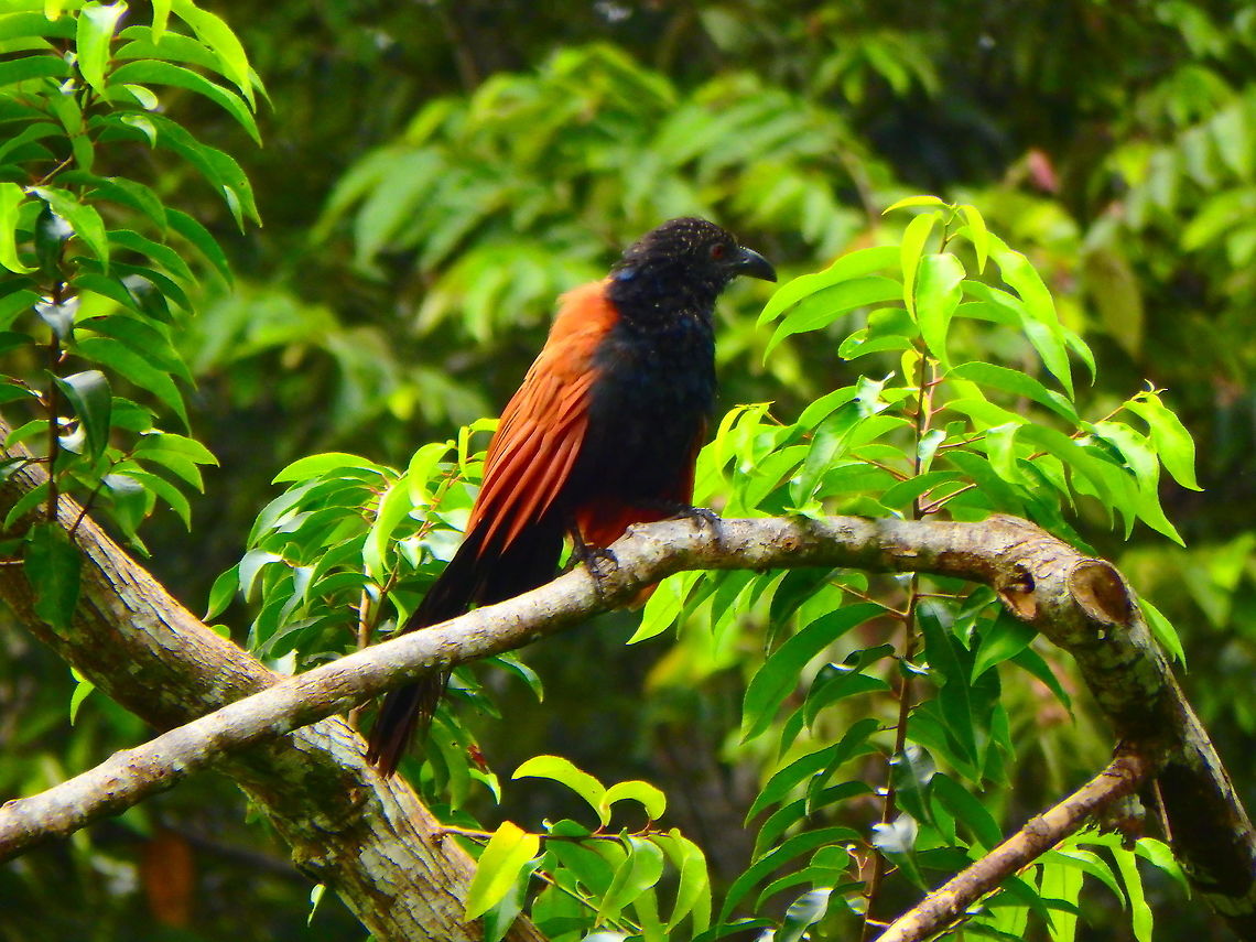 Greater Coucal Sep 27, 2015. A large, non-parasitic member of the cuckoo order. The head is black, upper mantle and underside are black glossed with purple. The back and wings are chestnut brown. There are no pale shaft streaks on the coverts. The eyes are ruby red.<br />
Habitat: Kinabatangan river, area of Sukau, Sabah. Centropus sinensis,Fall,Geotagged,Greater Coucal,Malaysia