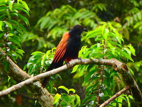 Greater Coucal Sep 27, 2015. A large, non-parasitic member of the cuckoo order. The head is black, upper mantle and underside are black glossed with purple. The back and wings are chestnut brown. There are no pale shaft streaks on the coverts. The eyes are ruby red.
Habitat: Kinabatangan river, area of Sukau, Sabah. Centropus sinensis,Fall,Geotagged,Greater Coucal,Malaysia