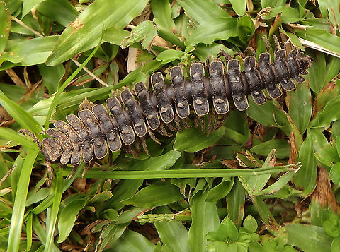 Tractor Millipede Sep 25, 2015. Found in the grass of one of the gardens in our resort in Sukau, Sabah. 
More info: https://en.wikipedia.org/wiki/Platyrhacidae  Fall,Geotagged,Malaysia,Polydesmida,tractor millipede