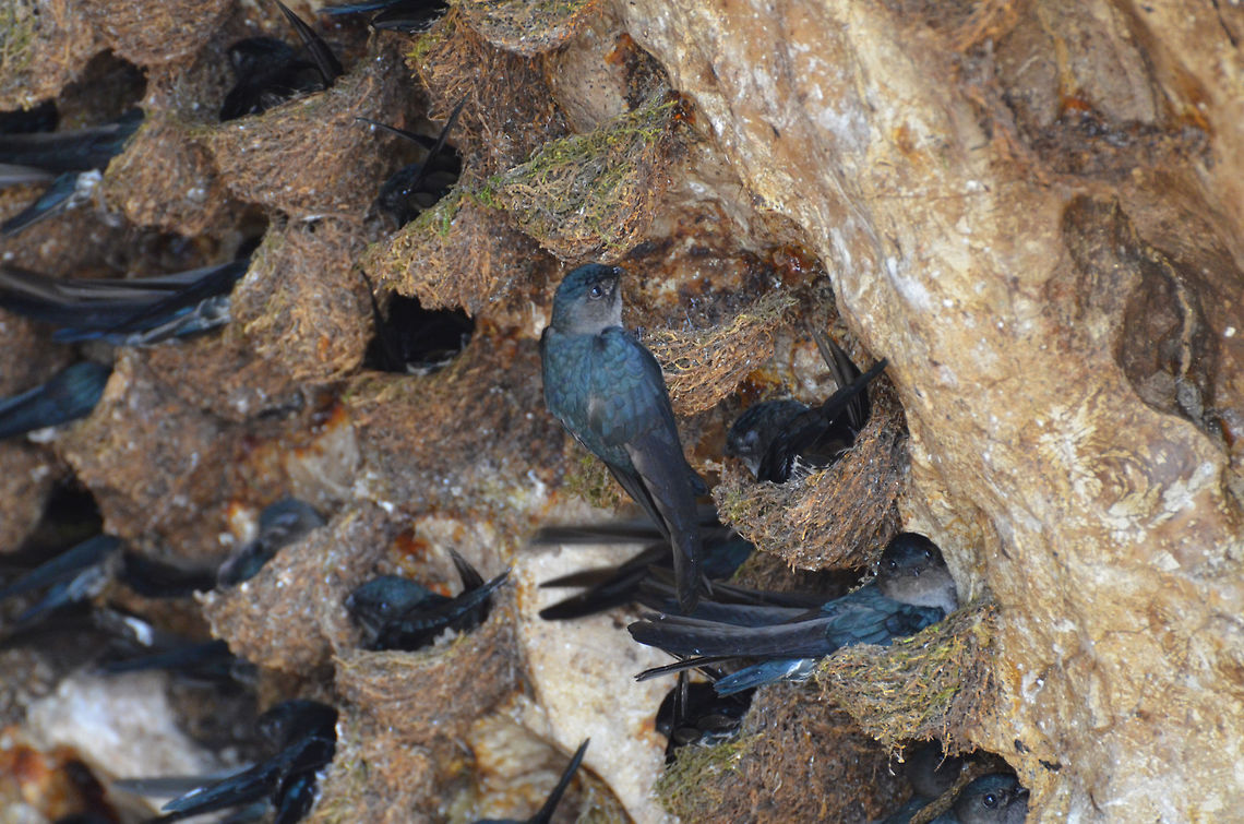 Mossy-Nest Swiftlet The third commonest echolocating swiftlet in Borneo. They nest in rock crevices and dark caves, navigating in darkness through their reflected calls. This echolocation is not sufficient to hunt insects so they come out for feeding during the day. The small mossy nest these make is -fortunately for them- of no commercial value (as opposed to other swiftlet species in the same area, which make edible nests highly appreciated in Asian kitchen). Usually lay two eggs in a clutch.<br />
Habitat: This colony is in a crevice of a large rocky mountain in the riverside of Kinabatangan, near Sukau. Sabah. Aerodramus salangana,Fall,Geotagged,Malaysia,Mossy-nest swiftlet