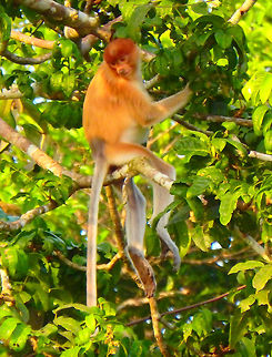 Proboscis monkey Young one and/or female. Seen in the area of Sukau, Kinabatangan river, Sabah. Fall,Geotagged,Malaysia,Nasalis larvatus,Proboscis monkey