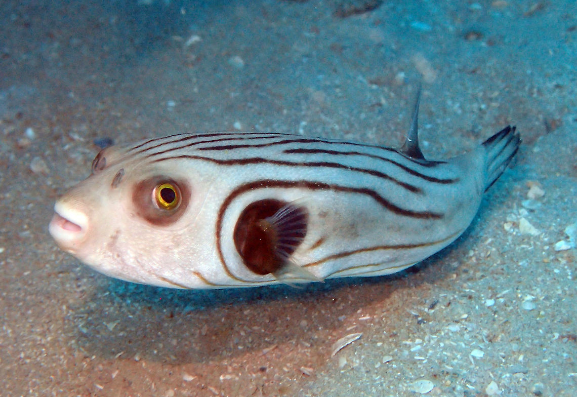 Narrow-Lined Puffer These puffers were common sight while diving in the Island of Lankayan (Borneo). They can be up to 31 cm long. They usually hang out close to the sandy bottom and do not seem very afraid of divers. Arothron manilensis,Fall,Geotagged,Malaysia,Narrow-lined puffer