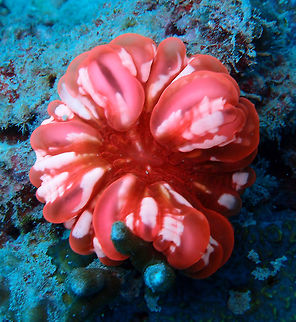 Cynarina Button Coral Seen in Ikok's Rock dive site in Lankayan Island. Cynarina lacrymalis is a large, solitary coral with a single polyp nestling in a corallite, the stony cup it has secreted. It can grow to a diameter of 15 cm (6 in). It is cylindrical with a round or oval upper surface. It is usually fixed to rock but has a pointed base and can be embedded in sand or survive unattached. There are about twenty broad white radially arranged septa (ridges) joined to the corallite wall, with secondary septa between. They have large, rounded lobes and the central axial structure (columella) in the corallite is short and broad. The septa can be seen through the transparent, fleshy mantle which contains symbiotic flagellates known as zooxanthellae which give the coral its colour. This is usually pale brown or green, sometimes with a contrasting oral disc, but also sometimes pinkish or bluish. The colour depends on which species of zooxanthella take up residence. The coral has the ability to change its surface from glossy to dull but it is unclear why it does this. At night, when the polyp extends its many tentacles to feed, the coral resembles a sea anemone.  Cynarina,Cynarina lacrymalis,Fall,Geotagged,Malaysia