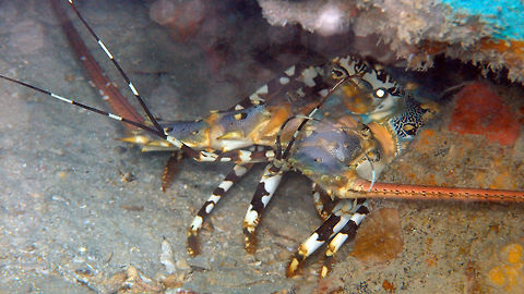 Ornate Spiny Lobster To 50 cm. Violet to blue/green antenna and carapace. Brown abdomen and tail. Balck legs with numerous white spots and patches. Ikok's Rock dive site in Lankayan Island, Sabah. Fall,Geotagged,Malaysia,Panulirus ornatus