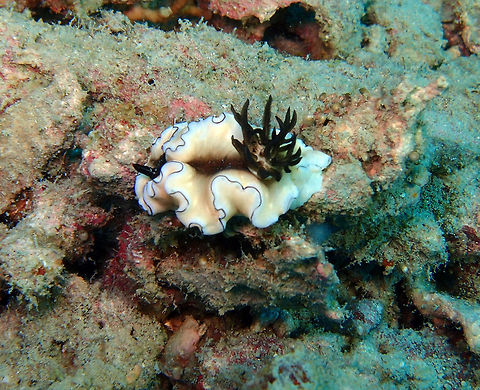 Dark Margin Glossodoris Light yellow to tan glossy body with thin black line on curling mantle edge with white marginal band.Black rhinophores and gill branches. Ikok's Rock dive site in Lankayan Island, Sabah.     Doriprismatica atromarginata,Fall,Geotagged,Malaysia