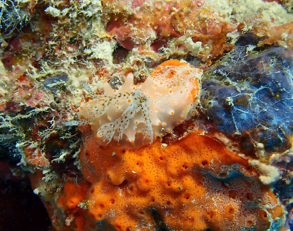 Halgerda nudibranch Dorid nudibranch up to 4 cm long. White with pale orange to red spots in the tip of tubercles. The rhinophores and gill branches have dark spots.<br />
South Rock dive site in Lankayan Island, Borneo.    Fall,Geotagged,Halgerda batangas,Malaysia,halgerda batangas