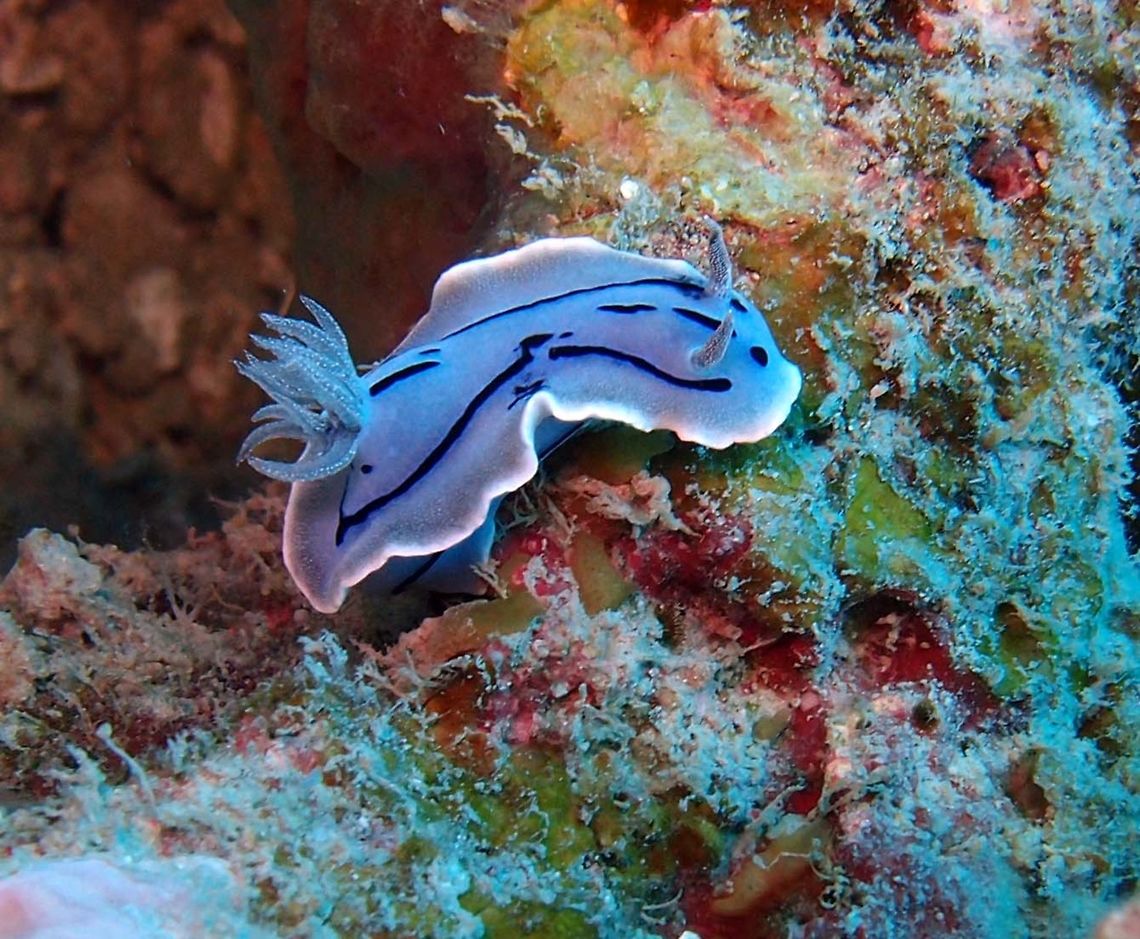 Willan's Chromodoris To 3.5 cm. Pale blue with dark blue broken encircling band on dorsum. White speckling on large blue rhinophores and on gills.<br />
South Rock dive site in Lankayan Island, Borneo.  Chromodoris willani,Fall,Geotagged,Malaysia