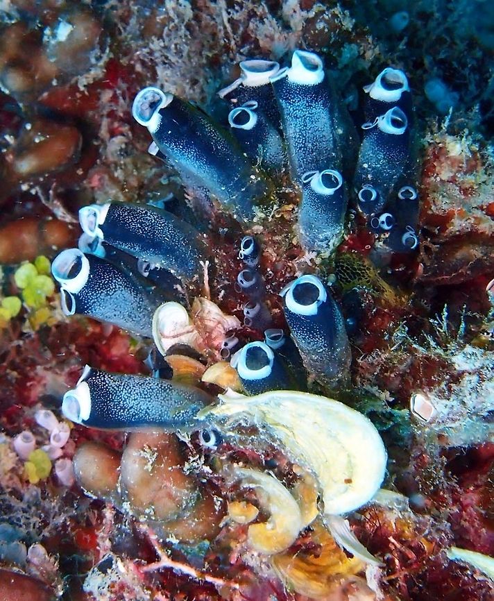 Little Bottle Sea Squirt  This species frequently occurs in dense clusters. It has large 2-4 cm cylindrical zooids. They generally range from black to dark blue to gray in colour, with individual zooids having fluorescent green, yellow, or white rings around both siphons. The external cover has a firm basal matrix, and is somewhat transparent and soft.<br />
South Rock, Lankayan Island, Borneo. Clavelina robusta,Fall,Geotagged,Malaysia