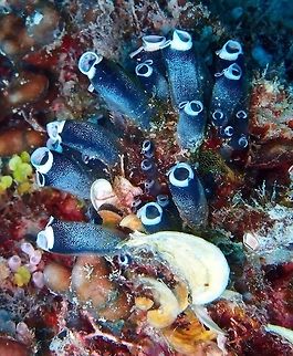 Little Bottle Sea Squirt  This species frequently occurs in dense clusters. It has large 2-4 cm cylindrical zooids. They generally range from black to dark blue to gray in colour, with individual zooids having fluorescent green, yellow, or white rings around both siphons. The external cover has a firm basal matrix, and is somewhat transparent and soft.
South Rock, Lankayan Island, Borneo. Clavelina robusta,Fall,Geotagged,Malaysia