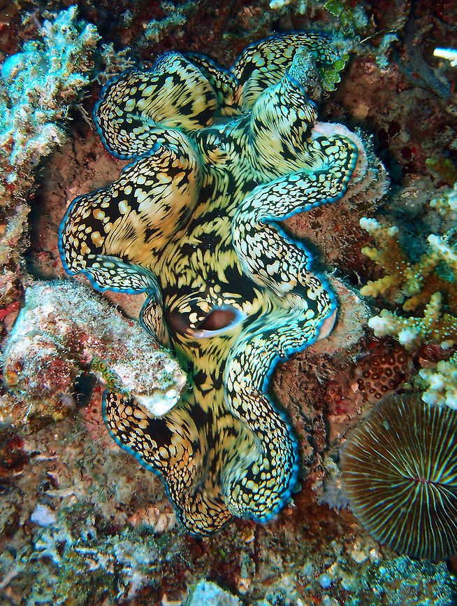Tridacna derasa -Southern giant clam or smooth giant clam This one was observed in South Rock, Lankayan Island, Borneo.<br />
Is hard to tell the species because I cannot see the clam's shell. But when I look at mantles it is most likely to be T. derasa, even though people was also suggesting me T. squamosa...difficult clams! Fall,Geotagged,Malaysia,Southern giant clam,Tridacna derasa