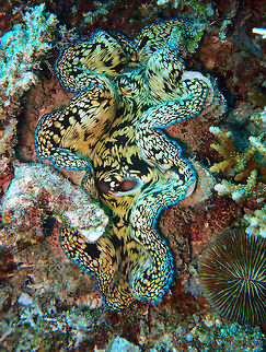 Tridacna derasa -Southern giant clam or smooth giant clam This one was observed in South Rock, Lankayan Island, Borneo.
Is hard to tell the species because I cannot see the clam's shell. But when I look at mantles it is most likely to be T. derasa, even though people was also suggesting me T. squamosa...difficult clams! Fall,Geotagged,Malaysia,Southern giant clam,Tridacna derasa