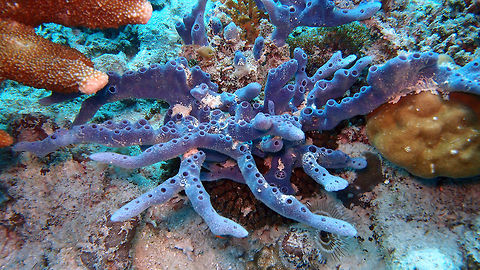 Haliclona Sponge It is a branched sponge with multiple vents on each branch. Very common in the dive sites of Lankayan Island in Borneo.    Fall,Geotagged,Haliclona,Malaysia,see text