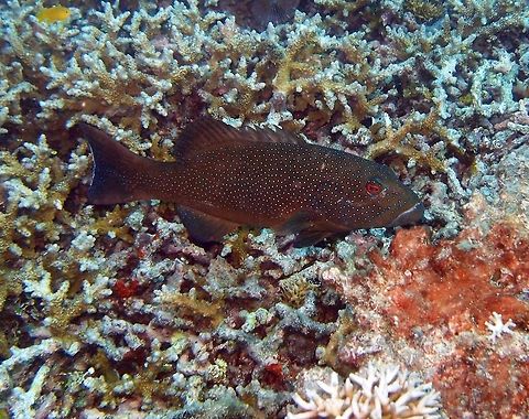 Starry Grouper-Cephalopholis polyspila Brown with blue spots and red eyes. Seen in South rock, Lankayan Island, Borneo.         Cephalopholis polyspila,Fall,Geotagged,Malaysia,Starry Grouper,cephalopholis,grouper