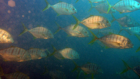 Blue trevally - Carangoides ferdau Size to 70 cm. They form schools and have dorsal, anal and tail fins in yellow-green. the body is crossed by 5-7 chevron bars. Seen in South Rock, Lankayan Island, Borneo.        Blue trevally,Carangoides ferdau,Fall,Geotagged,Malaysia