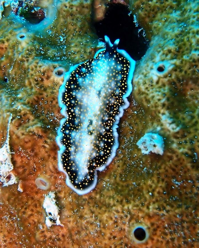 Yellow-Spotted Flatworm (Tentative ID) Seen in Lankayan Island, Borneo (Oct, 2015). <br />
Also known as Yellow Papillae Polyclad Flatworm, Yellowspot Polyclad Flatworm, and Gold-speckled Flatworm. They feed on ascidians and shelled molluscs, and grow to a length of about 7cm. They feed by placing themselves over their victims and sucking in their prey, through a tube-like extension in its mouth. Flatworms can move fast along the bottom by rapidly oscillating tiny hairs which act like millions of feet that propel them along in an undulating manner. <br />
Habitat: Found singly or in pairs on coral and rocky reef over rubble areas, up to depths of about 20m. Widespread in the Indo-Pacific region.<br />
<a href="http://www.whatsthatfish.com/fish/yellow-papillae-flatworm/790" rel="nofollow">http://www.whatsthatfish.com/fish/yellow-papillae-flatworm/790</a><br />
<a href="http://www.projectnoah.org/spottings/8493294" rel="nofollow">http://www.projectnoah.org/spottings/8493294</a> Fall,Geotagged,Malaysia,Thysanozoon nigropapillosum,acanthozoon,flat worm