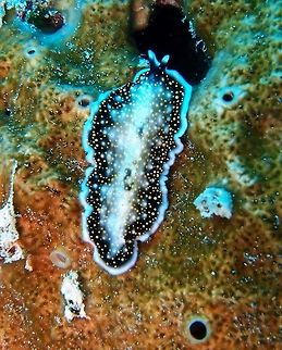 Yellow-Spotted Flatworm (Tentative ID) Seen in Lankayan Island, Borneo (Oct, 2015). 
Also known as Yellow Papillae Polyclad Flatworm, Yellowspot Polyclad Flatworm, and Gold-speckled Flatworm. They feed on ascidians and shelled molluscs, and grow to a length of about 7cm. They feed by placing themselves over their victims and sucking in their prey, through a tube-like extension in its mouth. Flatworms can move fast along the bottom by rapidly oscillating tiny hairs which act like millions of feet that propel them along in an undulating manner. 
Habitat: Found singly or in pairs on coral and rocky reef over rubble areas, up to depths of about 20m. Widespread in the Indo-Pacific region.
http://www.whatsthatfish.com/fish/yellow-papillae-flatworm/790
http://www.projectnoah.org/spottings/8493294 Fall,Geotagged,Malaysia,Thysanozoon nigropapillosum,acanthozoon,flat worm