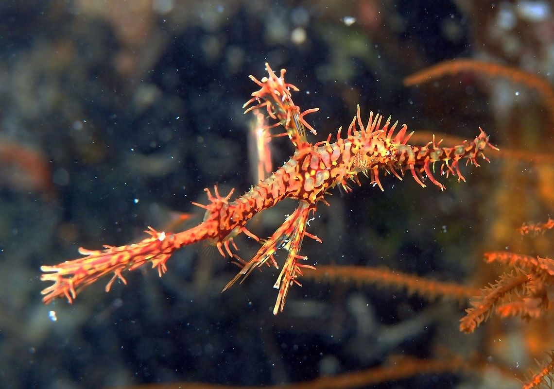 Harlequin Ghostpipefish Up to 11cm. Shrot skin filaments in snout and body and fins with jagged edges, giving spiky appearance. We saw him solitary and hanging next to soft coral where it mimetized really well with the branches of the coral. Lankayan Island, Borneo.       Fall,Geotagged,Harlequin ghost pipefish,Malaysia,Solenostomus paradoxus