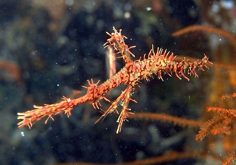 Harlequin Ghostpipefish Up to 11cm. Shrot skin filaments in snout and body and fins with jagged edges, giving spiky appearance. We saw him solitary and hanging next to soft coral where it mimetized really well with the branches of the coral. Lankayan Island, Borneo.       Fall,Geotagged,Harlequin ghost pipefish,Malaysia,Solenostomus paradoxus