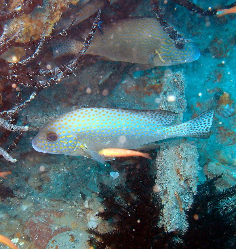 Indonesian Sweetlips Size up to 50 cm. Gray with brown spottings on body. Larger blackish spots on yellow dorsal and tail fins, black ventral and anal fins. We have seen them in groups under rocks and coral crevices. Lankayan Island, Borneo.  Diagramma melanacrum,Fall,Geotagged,Malaysia
