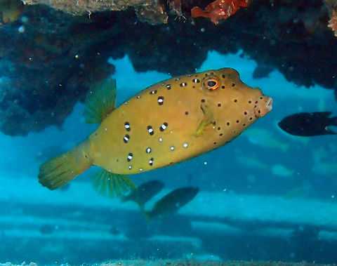 Yellow Boxfish Young adult. Small bump on snout tip. Yellow brown to olive with black and white spots. At this age they are 9-15 cm but older adults can be 30-45 cm. Seen in Lankayan Island, Borneo. Fall,Geotagged,Malaysia,Ostracion cubicus,Yellow boxfish