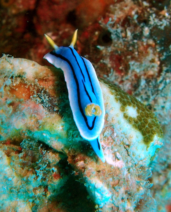 Elisabeth's Chromodoris To 2.5 cm long. Blue central dorsum without black speckling, with black encircling band and central stripe. Wide yellow or white marginal band.  Reef 38, Lankayan Island, Sabah (Borneo). Chromodoris elisabethina,Fall,Geotagged,Malaysia