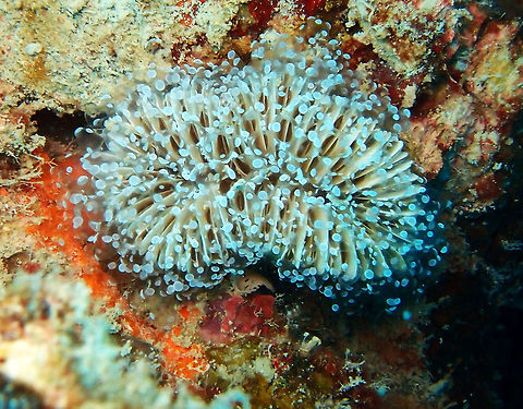 Euphyllia divisa - Frogspawn coral Usually a distinctive purple-grey, sometimes greenish-grey, occasionally translucent. Branchlets sometimes have pale tips. Tentacles are short and fleshy and covered with short uniform branchlets, each with a terminal knob. They are aligned radially to polyp centres and can retract, but only slowly.       Euphyllia divisa,Fall,Frogspawn coral,Geotagged,Malaysia,borneo,coral