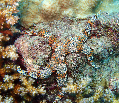 Friant's Sea Star-Nardoa frianti Up to 20 cm. Tapering cylindrical arms with gold to red banding coveredwith rounded tubercles.Lighter colored central rosette formed by larger tubercles. Series of tubercles also lining arm margins.
Seen in Reef 38, Lankayan Island, Borneo. Fall,Friant's Sea Star,Geotagged,Malaysia,Nardoa frianti,borneo,friant's sea star,sea star