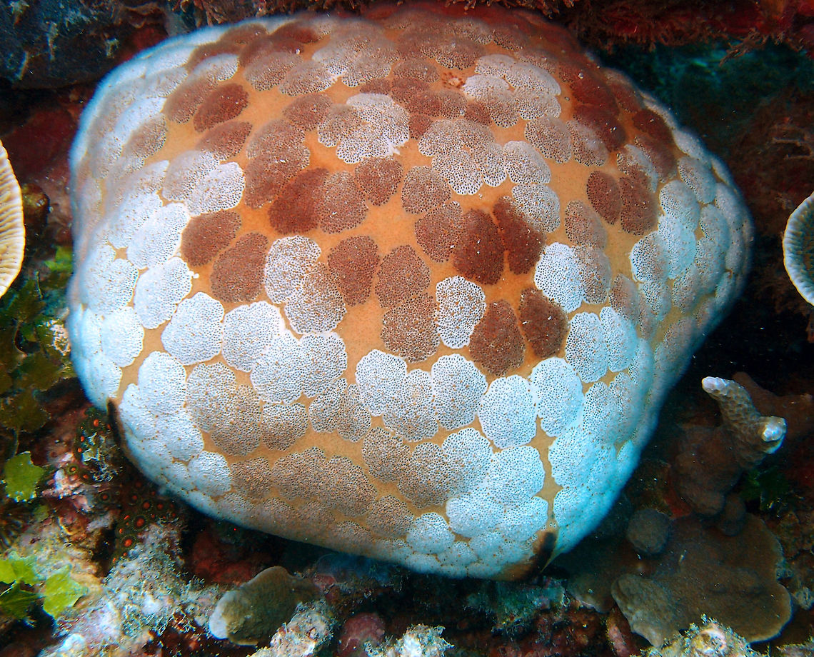 Pin Cushion Sea Star This sea star looks like a vintage pillow. It can be variable in color and be up to 25 cm. It has pentagonal inflated shape with only rudimentary arms.<br />
Lankayan, Reef 38, Sabah, Borneo.     Culcita novaeguineae,Fall,Geotagged,Malaysia
