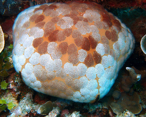 Pin Cushion Sea Star This sea star looks like a vintage pillow. It can be variable in color and be up to 25 cm. It has pentagonal inflated shape with only rudimentary arms.
Lankayan, Reef 38, Sabah, Borneo.     Culcita novaeguineae,Fall,Geotagged,Malaysia