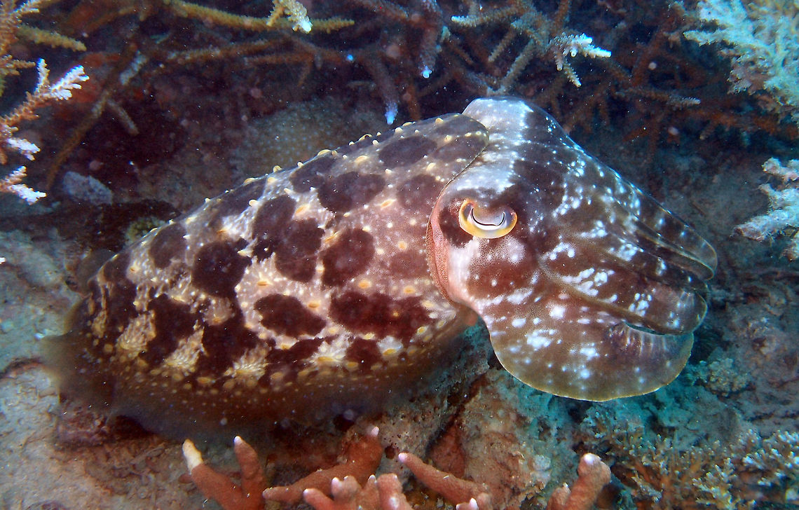 Broadclub cuttlefish Big cuttlefish .Changes colors and textures very quickly . Seen in Mel&#039;s Rock, Lankayan Island, Borneo.  Fall,Geotagged,Malaysia,Sepia latimanus,sepia latimanus
