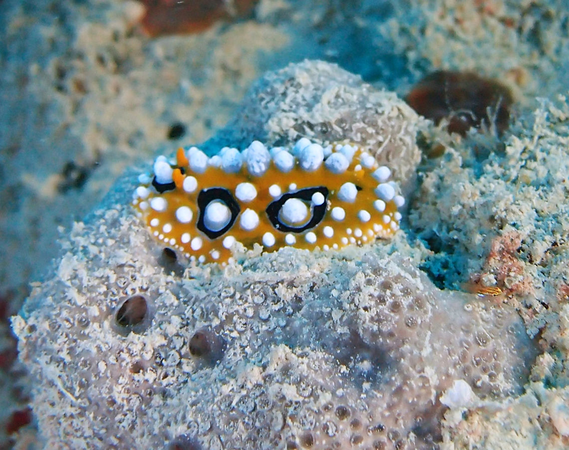 Pancake nudibranch This nudi is a bit different than the one we spotted in the Red Sea in Egypt but I think it is still the same species. It can be up to 7 cm, warty with an orange yellow background and white warts and black ocellated shapes around some of the warts. Seen in Lankayan Island (Sabah, Borneo) in Mel&#039;s Rock. Fall,Geotagged,Malaysia,Phyllidia ocellata