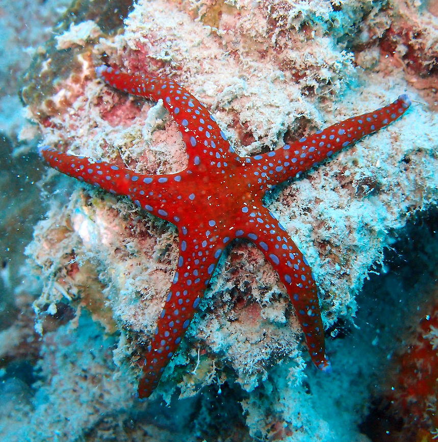 Ghardaqa Sea Star Goniasteridae. Red with blue spots, 5 arms. Seen in Mel&#039;s Rock dive site in Lankayan Island, Sabah, Borneo.<br />
 Fall,Fromia ghardaqana,Geotagged,Malaysia